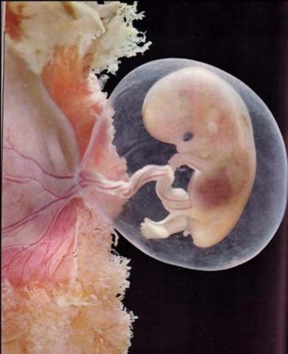 Perkembangan Embrio di Dalam Rahim