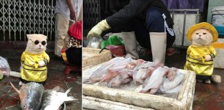 Cho Kucing Asal Vietnam yang Sempat Viral Karena Jaga Ikan