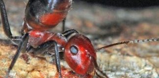 Semut Meledak - Exploding Ant